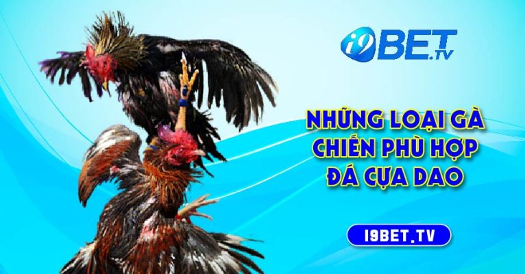 Những loại gà chiến phù hợp đá cựa dao