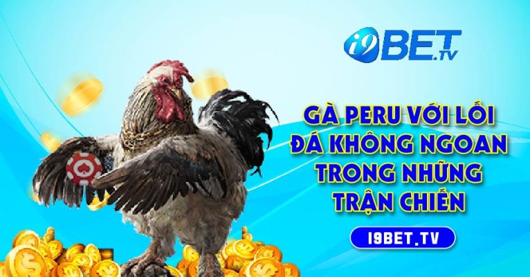 Gà Peru với lối đá không ngoan trong những trận chiến