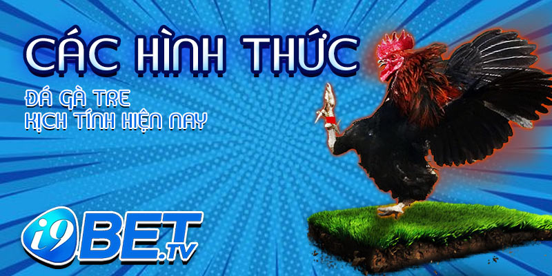 Các hình thức đá gà tre kịch tính hiện nay