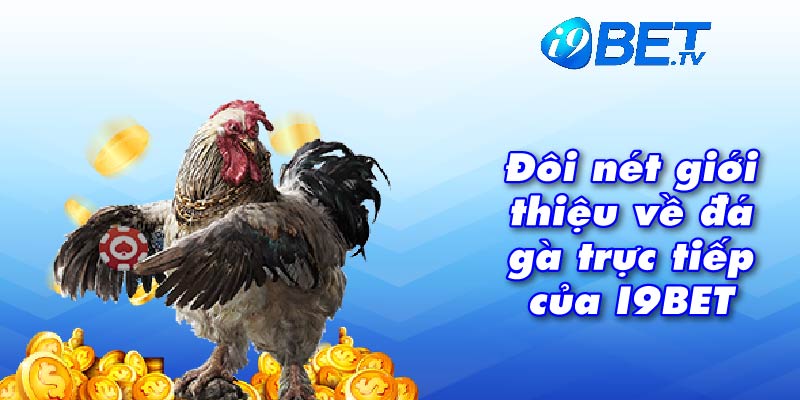 Đôi nét giới thiệu về đá gà trực tiếp của I9BET