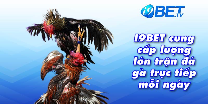 I9BET cung cấp lượng lớn trận đá gà trực tiếp mỗi ngày