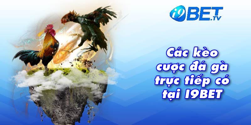 Các kèo cược đá gà trực tiếp có tại I9BET