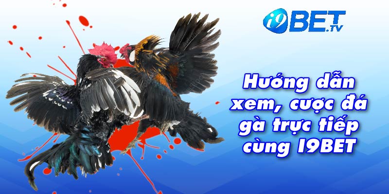 Hướng dẫn xem, cược đá gà trực tiếp cùng I9BET