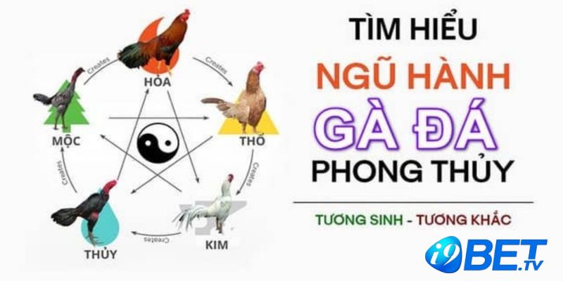 Màu mạng gà đá - Yếu tố quyết định thành bại của những chiến kê