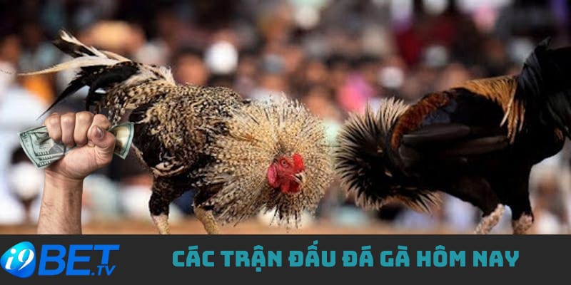 cac-tran-dau-da-ga-dinh-cao-cung-i9bet