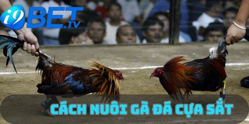 cach-nuoi-ga-da-cua-sat